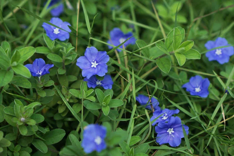 Dwarf Blue Daze Evolvulus Live Plants - 2 Pack, 5-9 inches Tall, Full Sun - Image 5
