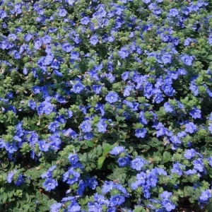 Dwarf Blue Daze Evolvulus Live Plants - 2 Pack, 5-9 inches Tall, Full Sun - Image 6