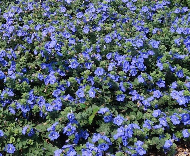 Dwarf Blue Daze Evolvulus Live Plants - 2 Pack, 5-9 inches Tall, Full Sun - Image 6