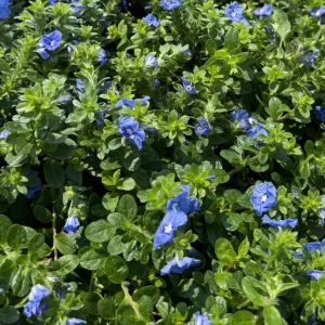 Dwarf Blue Daze Evolvulus Live Plants - 2 Pack, 5-9 inches Tall, Full Sun - Image 7