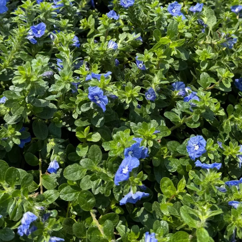 Dwarf Blue Daze Evolvulus Live Plants - 2 Pack, 5-9 inches Tall, Full Sun - Image 7