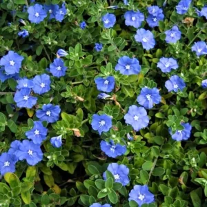 Dwarf Blue Daze Evolvulus Live Plants - 2 Pack, 5-9 inches Tall, Full Sun - Image 8