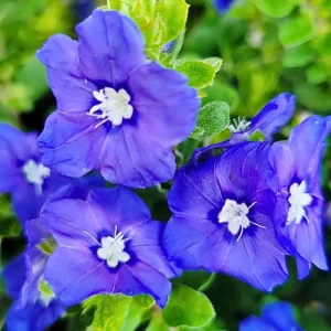Dwarf Blue Daze Evolvulus Live Plants - 2 Pack, 5-9 inches Tall, Full Sun - Image 1