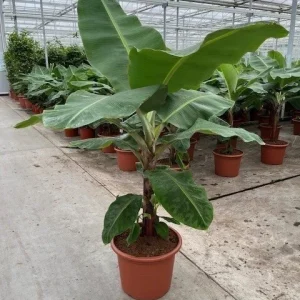 Dwarf Cavendish Banana Seeds - 10 Count - Grow Your Own Indoor/Outdoor Fruit - Image 3