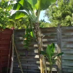 Dwarf Cavendish Banana Tree Live Plant - Musa, Edible Fruit, 8-10 Inches Tall, Outdoor - Image 2