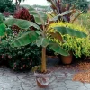 Dwarf Cavendish Banana Tree Live Plant - Musa, Edible Fruit, 8-10 Inches Tall, Outdoor - Image 1