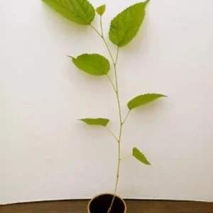 Dwarf Everbearing Mulberry Tree Live Plant - Starter Tree for Fruit - Image 2