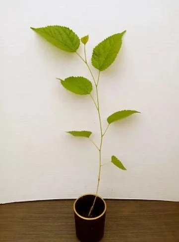 Dwarf Everbearing Mulberry Tree Live Plant - Starter Tree for Fruit - Image 2