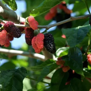 Dwarf Everbearing Mulberry Tree Live Plant - Starter Tree for Fruit - Image 3