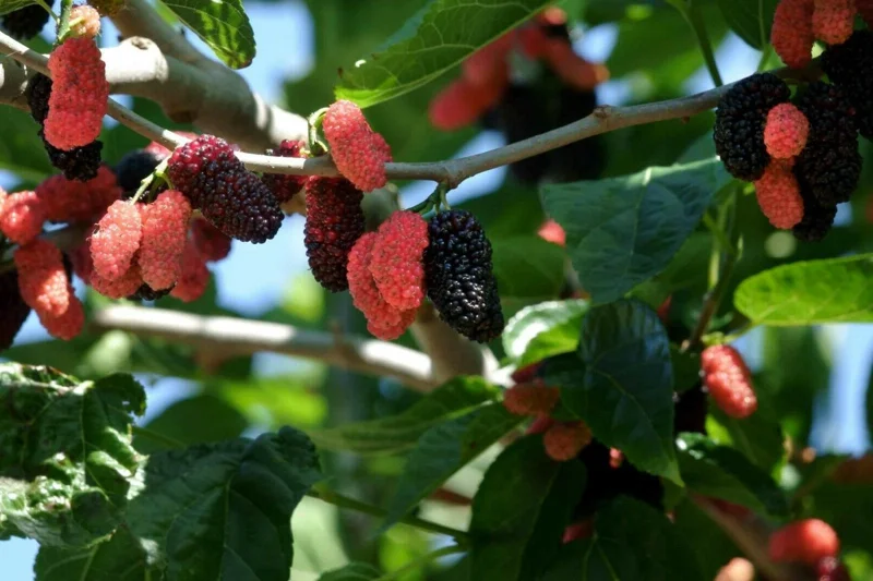 Dwarf Everbearing Mulberry Tree Live Plant - Starter Tree for Fruit - Image 3