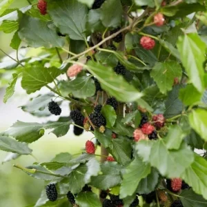 Dwarf Everbearing Mulberry Tree Live Plant - Starter Tree for Fruit - Image 4
