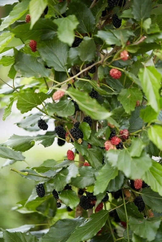 Dwarf Everbearing Mulberry Tree Live Plant - Starter Tree for Fruit - Image 4
