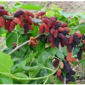 Dwarf Everbearing Mulberry Tree Live Plant - Starter Tree for Fruit - Image 5