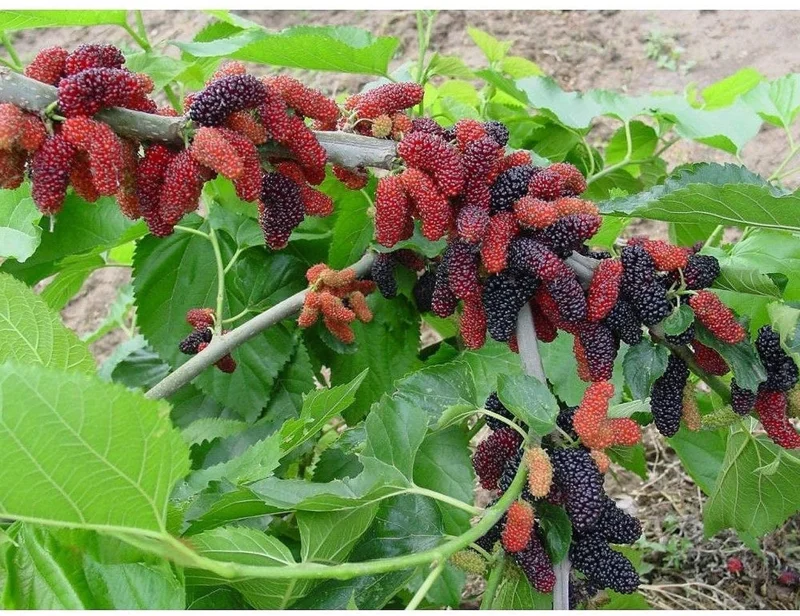 Dwarf Everbearing Mulberry Tree Live Plant - Starter Tree for Fruit - Image 5