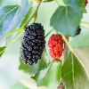 Dwarf Everbearing Mulberry Tree Live Plant - Starter Tree for Fruit - Image 1