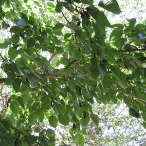 Dwarf Everbearing Mulberry Tree - Morus nigra Live Plant, Edible Fruit, 10 in Seedling, Outdoor - Image 2