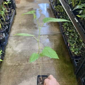 Dwarf Everbearing Mulberry Tree - Morus nigra Live Plant, Edible Fruit, 10 in Seedling, Outdoor - Image 3