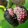 Dwarf Everbearing Mulberry Tree - Morus nigra Live Plant, Edible Fruit, 10 in Seedling, Outdoor - Image 1