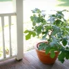 Dwarf Fignomenal Fig Live Plant - Starter - 6-8 Inch Tall - Zone 7-9 Outdoor Shrub - Image 1