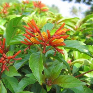 Dwarf Mexican Firebush 'Firefly' Live Plants, 2-Pack, 5-9