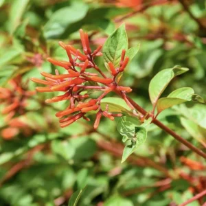 Dwarf Mexican Firebush 'Firefly' Live Plants, 2-Pack, 5-9