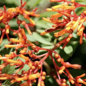 Dwarf Mexican Firebush 'Firefly' Live Plants, 2-Pack, 5-9