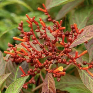Dwarf Mexican Firebush 'Firefly' Live Plants, 2-Pack, 5-9