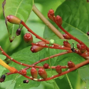 Dwarf Mexican Firebush 'Firefly' Live Plants, 2-Pack, 5-9