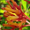 Dwarf Mexican Firebush 'Firefly' Live Plants, 2-Pack, 5-9" Tall, Hummingbird Magnet - Image 1
