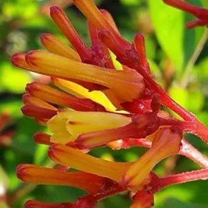 Dwarf Mexican Firebush 'Firefly' Live Plants, 2-Pack, 5-9