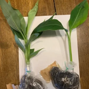 Dwarf Namwah Banana Tree Live Plant – Musa Awak – 4-6 Inch Tall – Cold Hardy - Image 2