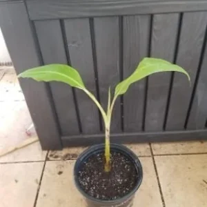 Dwarf Namwah Banana Tree Live Plant – Musa Awak – 4-6 Inch Tall – Cold Hardy - Image 3