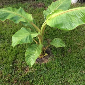 Dwarf Namwah Banana Tree Live Plant – Musa Awak – 4-6 Inch Tall – Cold Hardy - Image 4