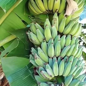 Dwarf Namwah Banana Tree Live Plant – Musa Awak – 4-6 Inch Tall – Cold Hardy - Image 5