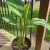 Dwarf Namwah Banana Tree Live Plant – Musa Awak – 4-6 Inch Tall – Cold Hardy - Image 1