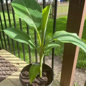 Dwarf Namwah Banana Tree Live Plant – Musa Awak – 4-6 Inch Tall – Cold Hardy - Image 1