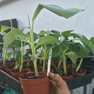 Dwarf Namwah Banana Tree Live Plant – Musa Awak – 4-6 Inch Tall – Cold Hardy - Image 6