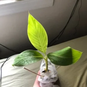 Dwarf Orinoco Banana Live Plant - Cold Hardy Fruit Tree - 1 ft Tall - Image 3