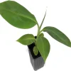 Dwarf Orinoco Banana Live Plant - Cold Hardy Fruit Tree - 1 ft Tall - Image 1