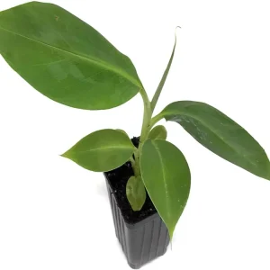 Dwarf Orinoco Banana Live Plant - Cold Hardy Fruit Tree - 1 ft Tall - Image 1