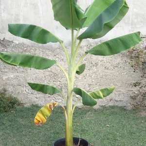Dwarf Orinoco Banana Live Plant - Cold Hardy Fruit Tree - 1 ft Tall - Image 5