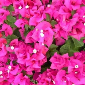 Dwarf Pink Bougainvillea Live Plant - 2 Starter Plants, 5-9 in Tall, Bushy Shrub - Image 2