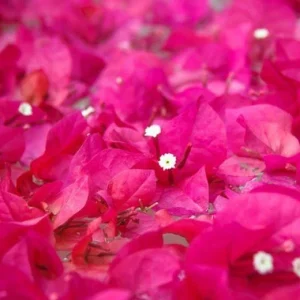 Dwarf Pink Bougainvillea Live Plant - 2 Starter Plants, 5-9 in Tall, Bushy Shrub - Image 3