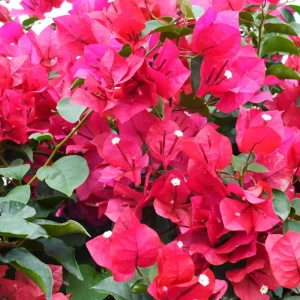 Dwarf Pink Bougainvillea Live Plant - 2 Starter Plants, 5-9 in Tall, Bushy Shrub - Image 4