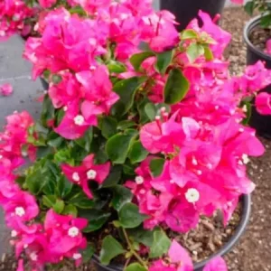 Dwarf Pink Bougainvillea Live Plant - 2 Starter Plants, 5-9 in Tall, Bushy Shrub - Image 5