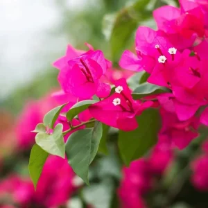 Dwarf Pink Bougainvillea Live Plant - 2 Starter Plants, 5-9 in Tall, Bushy Shrub - Image 1