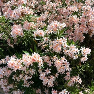 Dwarf Salmon Oleander Live Plant - 4-8 inch - Compact Flowering Shrub for Sun Gardens - Image 2