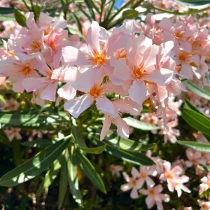 Dwarf Salmon Oleander Live Plant - 4-8 inch - Compact Flowering Shrub for Sun Gardens - Image 3