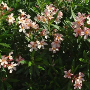 Dwarf Salmon Oleander Live Plant - 4-8 inch - Compact Flowering Shrub for Sun Gardens - Image 4
