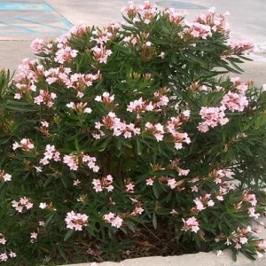 Dwarf Salmon Oleander Live Plant - 4-8 inch - Compact Flowering Shrub for Sun Gardens - Image 5